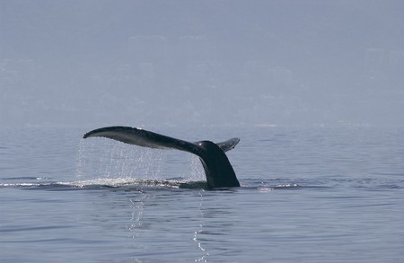 Humpback whale in Mexico