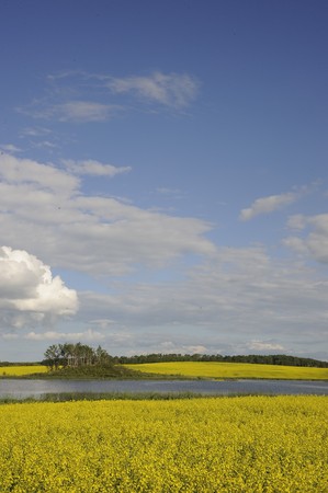 Rural Manitoba fields in the fall ready for harvesting