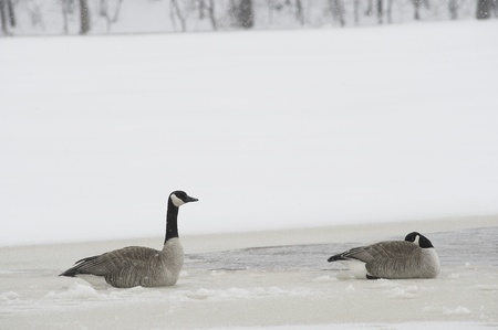 Geese on the ice in the spring, Manitoba,の写真素材