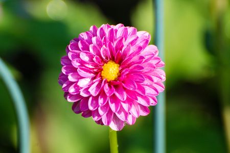 Dahlia - Purpleの写真素材