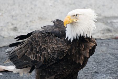 Bald Eagle Profile
