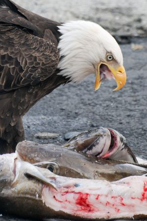 Bald Eagle Feedingの写真素材