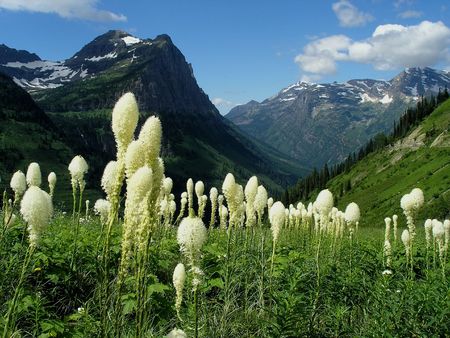 Beagrass Meadow - picture of wildflowers and mountains in background taken in Glacier National Park.の写真素材