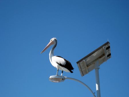 Pelicanの写真素材