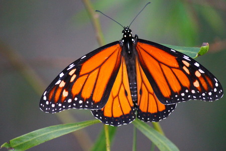 Butterfly in the bushの写真素材