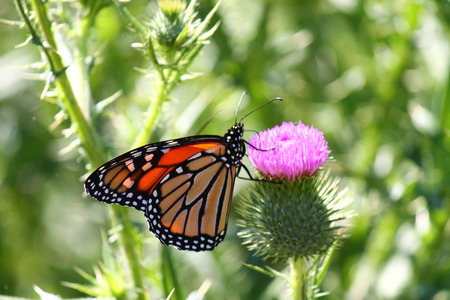 Butterfly on wild flowerの写真素材