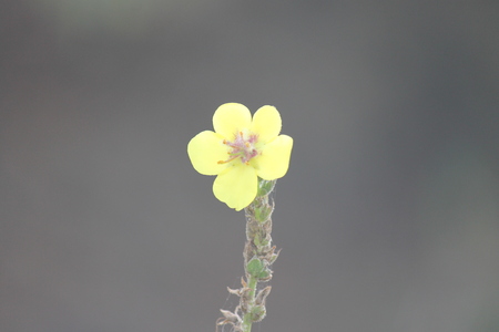 Close up yellow flower, wildflower Australia