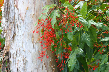 Beautiful flowers on an Australian flame tree with paperbark gum in backgroundの写真素材