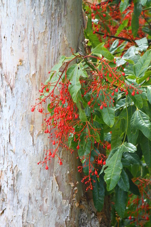 Beautiful flowers on an Australian flame tree with paperbark gum in backgroundの写真素材