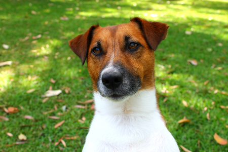 Cute Jack Russell puppy dog sitting on green lawnの写真素材