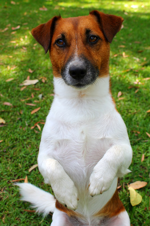 Cute Jack Russell puppy dog sitting on green lawnの写真素材