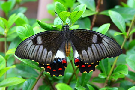 Close up of butterfly on green leavesの写真素材