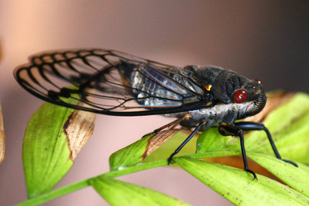 Close up of cicada sitting on green leavesの写真素材