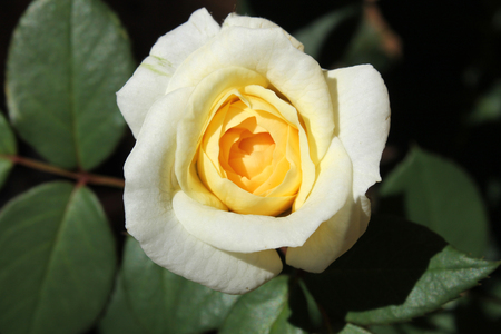 White Rose - garden roseの写真素材