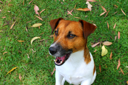 Smiling cute Jack Russell puppy dog on a summer green lawnの写真素材