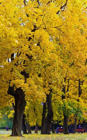 autumn yellow trees at park