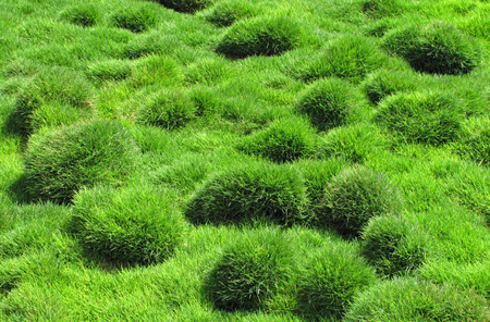 Decorative green grass of Zoysia tenuifolia in the parkの写真素材