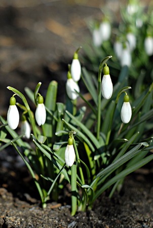 Group of beautiful fresh snowdrops in early springの写真素材