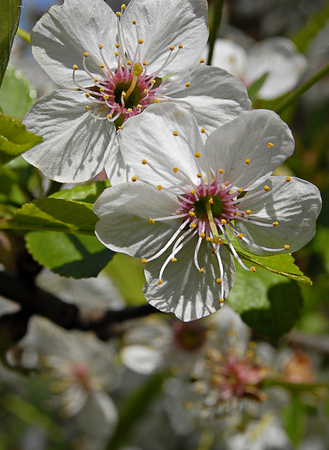 spring time - blooming cherry tree branch with flowersの写真素材