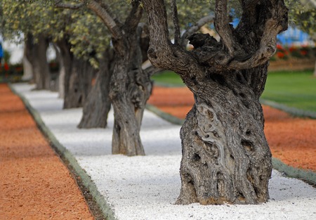 Mediterranean old olive trees in beautiful orchard