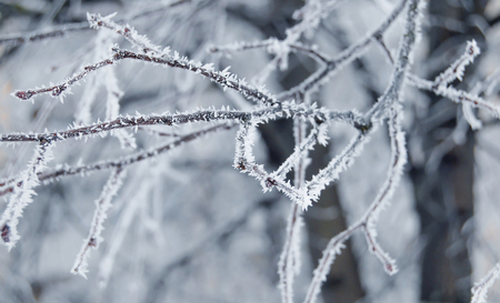Frozen tree branches in winter, covered with snowの写真素材