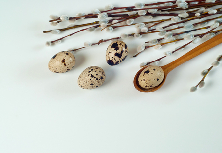 Quail eggs with pussy willow on white background. Easter, Spring holidaysの写真素材