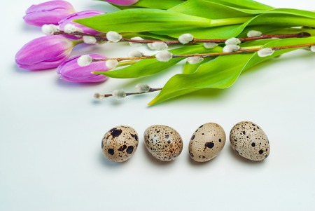 Quail eggs with tulips on white background. Easter, Spring holidays