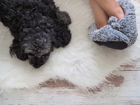 Dog lying on a wooden floor near slippers. Cozy, warm and comfortableの写真素材