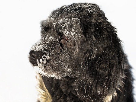 Dog covered with snow on winter day, close upの写真素材