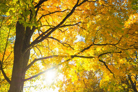Sunny autumn with yellow trees in Lithuaniaの写真素材