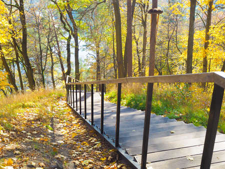 Sunny autumn with yellow trees in Lithuaniaの写真素材