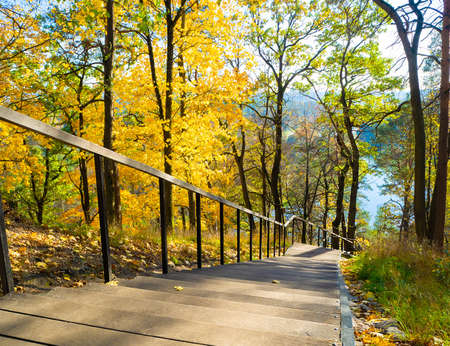 Sunny autumn with yellow trees in Lithuaniaの写真素材