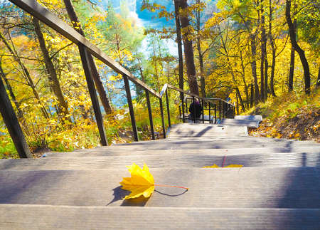 Sunny autumn with yellow trees in Lithuaniaの写真素材