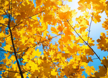 Sunny autumn with yellow trees in Lithuaniaの写真素材