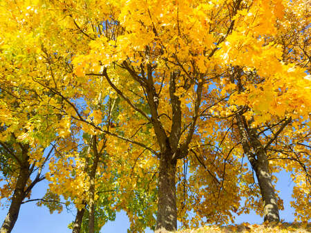 Sunny autumn with yellow trees in Lithuaniaの写真素材