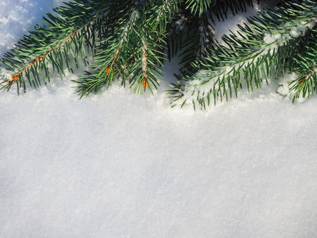 Closeup of Christmas tree with snow backgroundの写真素材