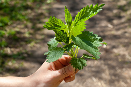 Hand holding green stinging nettle leavesの写真素材