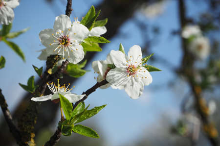 Spring blossom branch on sky blue background