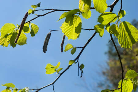 Buds on tree branches in spring, pollen allergyの写真素材
