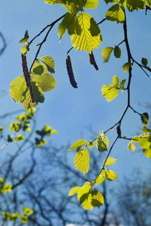 Buds on tree branches in spring, pollen allergyの写真素材