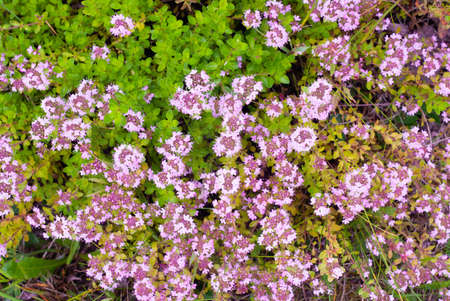 Wild thyme herb in bloom, Thymus serpyllumの写真素材