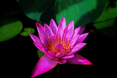 Close up of beautiful pink waterlily or lotus flower in pondの写真素材