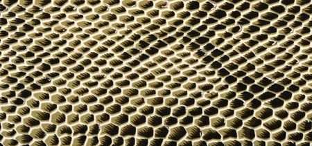 Snake skin pattern on fabric. Close up on black and green with white snake skin print for...