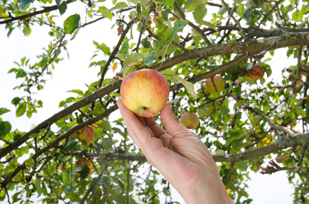 Hand picking a ripe apple from the tree. Apple tree full of ripe organic apples ready to be...