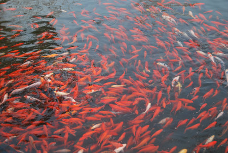 Pond full of carpの写真素材