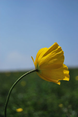 yellow flowerの写真素材
