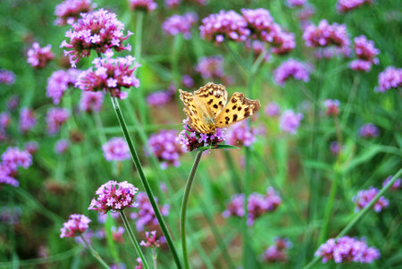 Butterfly on lavenderの写真素材