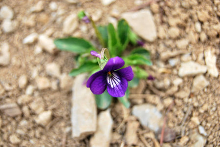 purple flower