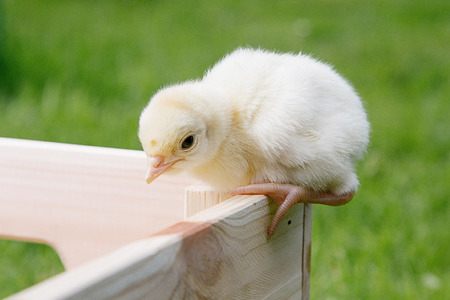 Little bird of turkey in women's hands, poultry in a wooden box. Turkey is a feathered bird on green...