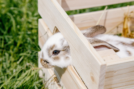 A small rabbit home, a black and white suit, a bunny eating a green grass, a pet in a wooden box. The girl keeps the rabbit in her arms.の写真素材
